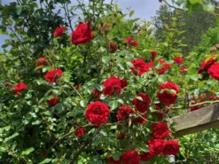 Kletterrose 'Amadeus' ® -Deutschland Garten Funk Verkaufs-Shop kletterrose amadeus m003512 1338879 0