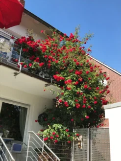 Kletterrose 'Amadeus' ® -Deutschland Garten Funk Verkaufs-Shop kletterrose amadeus m003512 193676 0