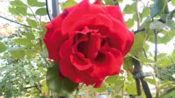 Kletterrose 'Amadeus' ® -Deutschland Garten Funk Verkaufs-Shop kletterrose amadeus m003512 666481 0