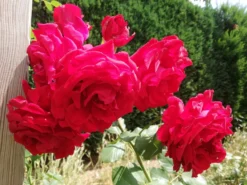 Kletterrose 'Amadeus' ® -Deutschland Garten Funk Verkaufs-Shop kletterrose amadeus m003512 666481 1