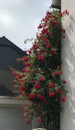 Kletterrose 'Amadeus' ® -Deutschland Garten Funk Verkaufs-Shop kletterrose amadeus m003512 81793 0