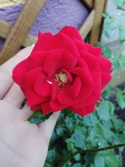 Kletterrose 'Amadeus' ® -Deutschland Garten Funk Verkaufs-Shop kletterrose amadeus m003512 987656 2