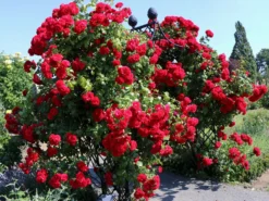 Kletterrose 'Amadeus' ® -Deutschland Garten Funk Verkaufs-Shop kletterrose amadeus m003512 w 0
