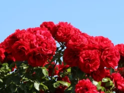 Kletterrose 'Amadeus' ® -Deutschland Garten Funk Verkaufs-Shop kletterrose amadeus m003512 w 1