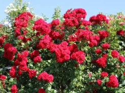 Kletterrose 'Amadeus' ® -Deutschland Garten Funk Verkaufs-Shop kletterrose amadeus m003512 w 10