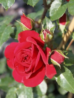 Kletterrose 'Amadeus' ® -Deutschland Garten Funk Verkaufs-Shop kletterrose amadeus m003512 w 2