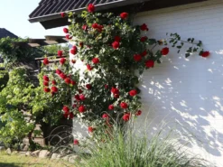 Kletterrose 'Amadeus' ® -Deutschland Garten Funk Verkaufs-Shop kletterrose amadeus m003512 w 3