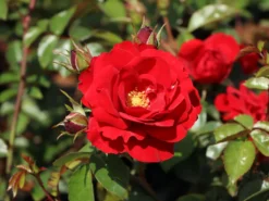 Kletterrose 'Amadeus' ® -Deutschland Garten Funk Verkaufs-Shop kletterrose amadeus m003512 w 5