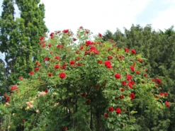Kletterrose 'Amadeus' ® -Deutschland Garten Funk Verkaufs-Shop kletterrose amadeus m003512 w 6