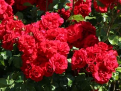 Kletterrose 'Amadeus' ® -Deutschland Garten Funk Verkaufs-Shop kletterrose amadeus m003512 w 9