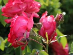 Kletterrose 'Antike 89' ® -Deutschland Garten Funk Verkaufs-Shop kletterrose antike 89 m002790 w 2