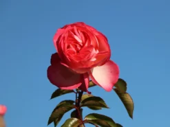 Kletterrose 'Antike 89' ® -Deutschland Garten Funk Verkaufs-Shop kletterrose antike 89 m002790 w 5