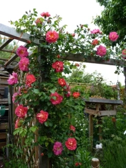 Kletterrose 'Bajazzo' ® 29 Kletterrose 'Bajazzo' ® -Deutschland Garten Funk Verkaufs-Shop kletterrose bajazzo m055121 1214579 0