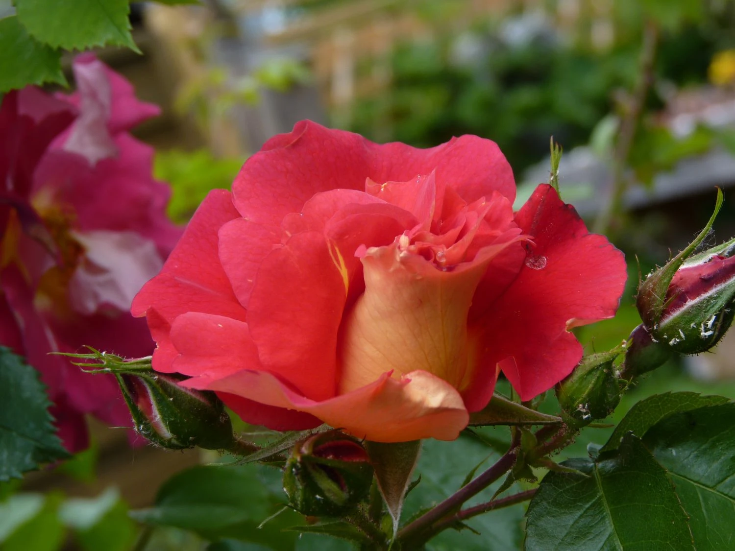 Kletterrose 'Bajazzo' ® 13 Kletterrose 'Bajazzo' ® – Bild 13