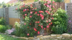 Kletterrose 'Bajazzo' ® 30 Kletterrose 'Bajazzo' ® -Deutschland Garten Funk Verkaufs-Shop kletterrose bajazzo m055121 301939 0