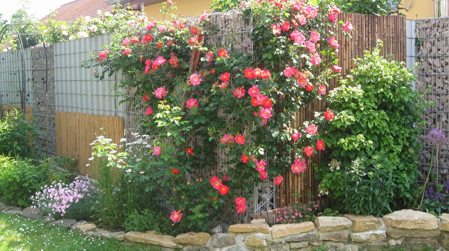 Kletterrose 'Bajazzo' ® 15 Kletterrose 'Bajazzo' ® – Bild 15