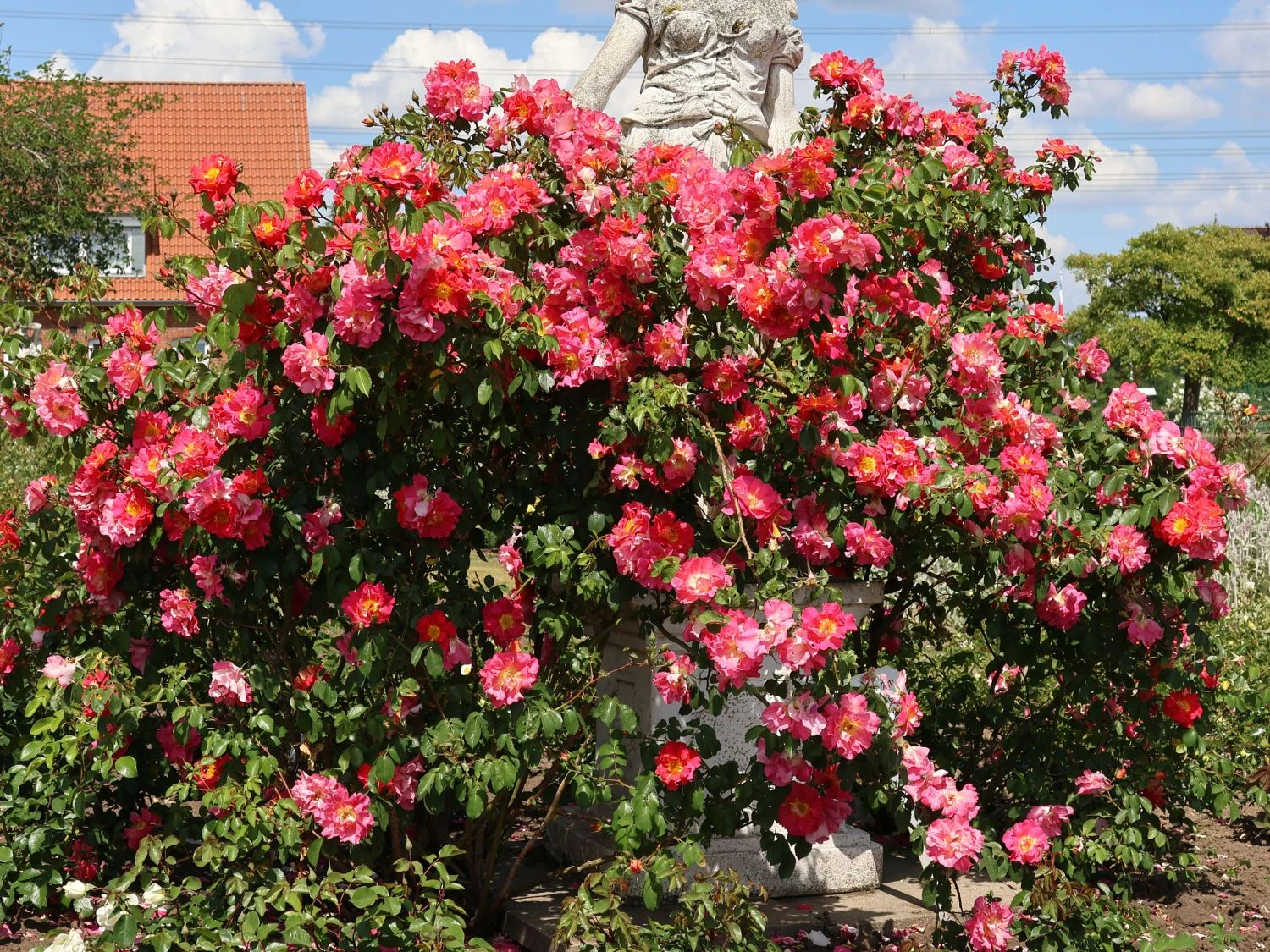 Kletterrose 'Bajazzo' ® 1 Kletterrose 'Bajazzo' ®