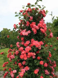 Kletterrose 'Bajazzo' ® 24 Kletterrose 'Bajazzo' ® -Deutschland Garten Funk Verkaufs-Shop kletterrose bajazzo m055121 w 0