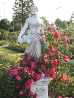 Kletterrose 'Bajazzo' ® 27 Kletterrose 'Bajazzo' ® -Deutschland Garten Funk Verkaufs-Shop kletterrose bajazzo m055121 w 1