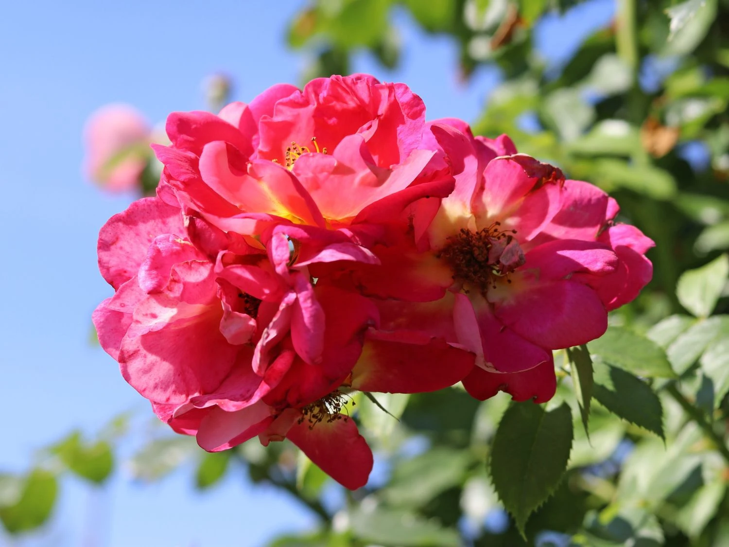 Kletterrose 'Bajazzo' ® 7 Kletterrose 'Bajazzo' ® – Bild 7