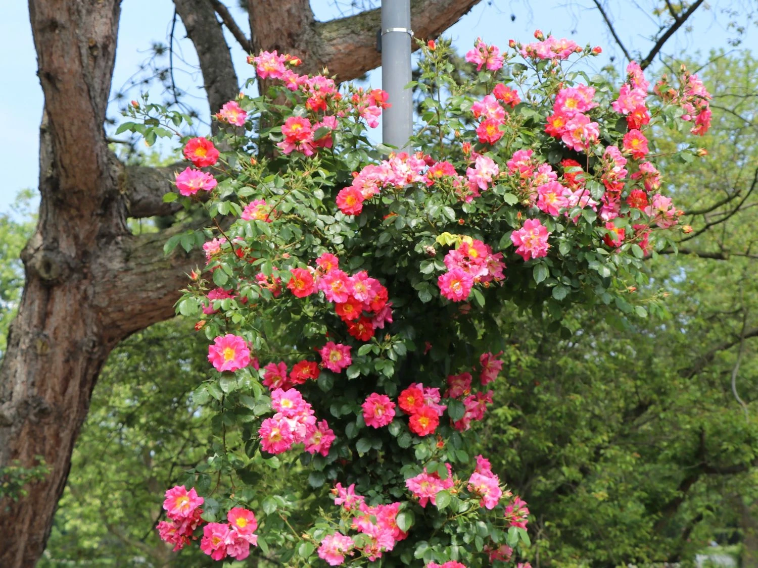 Kletterrose 'Bajazzo' ® 2 Kletterrose 'Bajazzo' ® – Bild 2