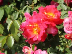 Kletterrose 'Bajazzo' ® 23 Kletterrose 'Bajazzo' ® -Deutschland Garten Funk Verkaufs-Shop kletterrose bajazzo m055121 w 6