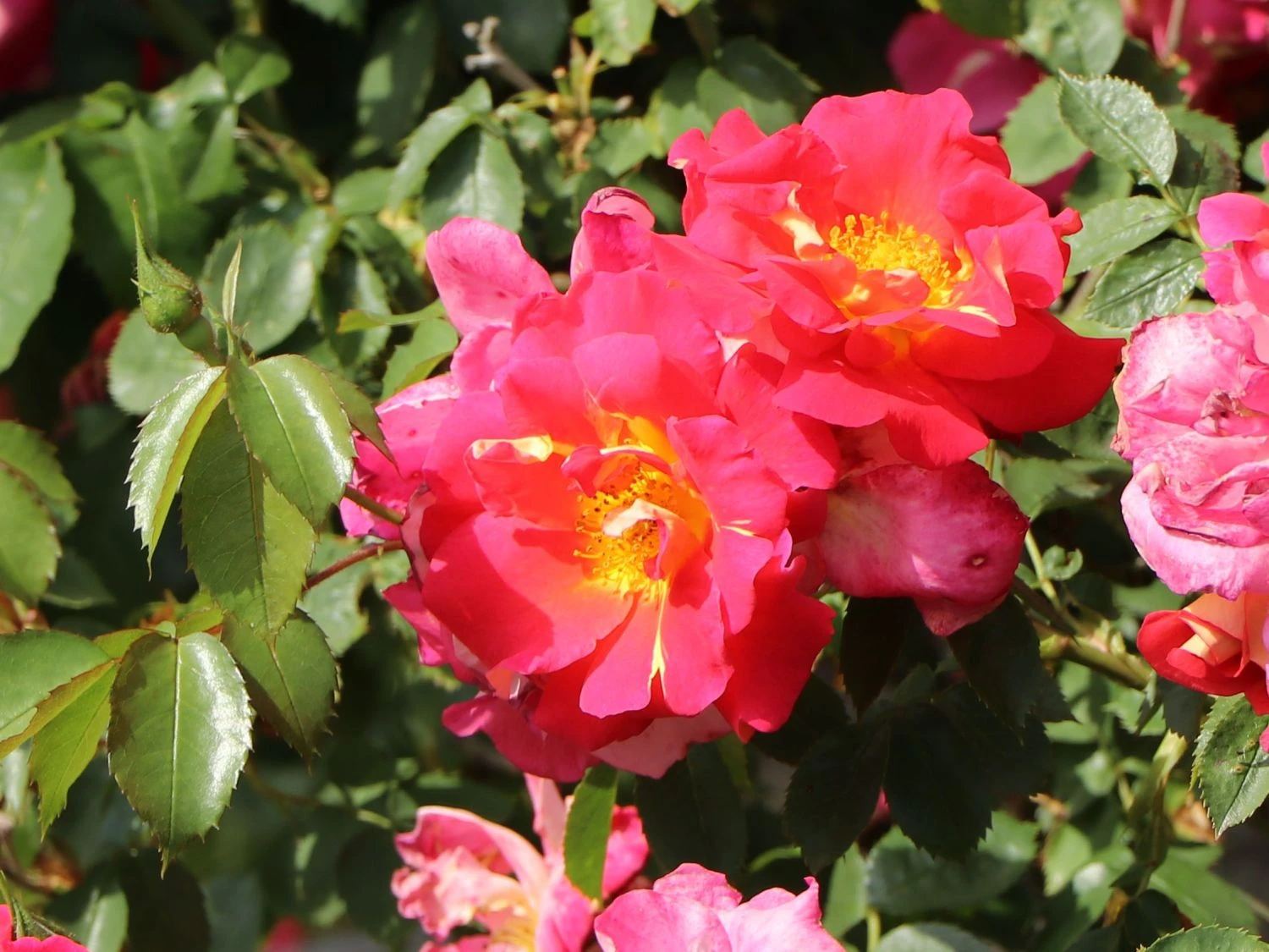 Kletterrose 'Bajazzo' ® 8 Kletterrose 'Bajazzo' ® – Bild 8