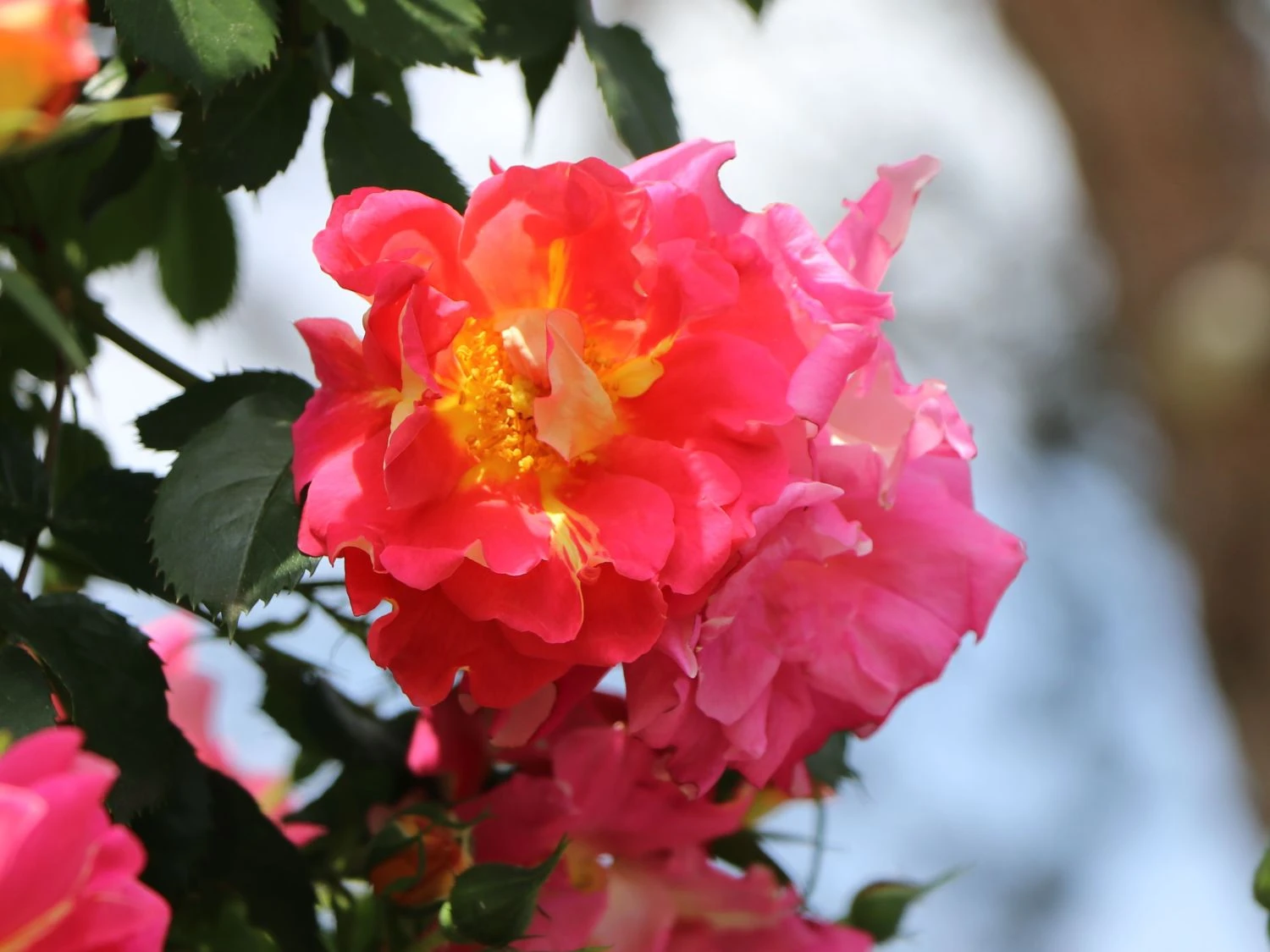 Kletterrose 'Bajazzo' ® 4 Kletterrose 'Bajazzo' ® – Bild 4