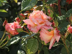 Kletterrose 'Barock' ® -Deutschland Garten Funk Verkaufs-Shop kletterrose barock m005496 w 0