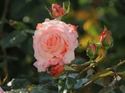 Kletterrose 'Barock' ® -Deutschland Garten Funk Verkaufs-Shop kletterrose barock m005496 w 1