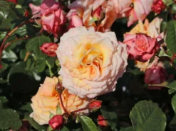 Kletterrose 'Barock' ® -Deutschland Garten Funk Verkaufs-Shop kletterrose barock m005496 w 10