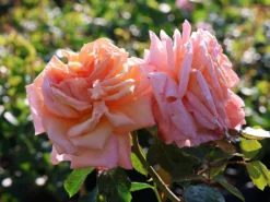 Kletterrose 'Barock' ® -Deutschland Garten Funk Verkaufs-Shop kletterrose barock m005496 w 11