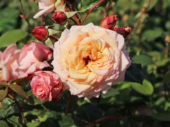 Kletterrose 'Barock' ® -Deutschland Garten Funk Verkaufs-Shop kletterrose barock m005496 w 2
