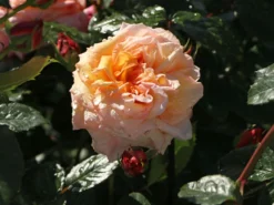 Kletterrose 'Barock' ® -Deutschland Garten Funk Verkaufs-Shop kletterrose barock m005496 w 4