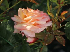 Kletterrose 'Barock' ® -Deutschland Garten Funk Verkaufs-Shop kletterrose barock m005496 w 5