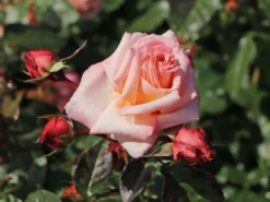 Kletterrose 'Barock' ® -Deutschland Garten Funk Verkaufs-Shop kletterrose barock m005496 w 6