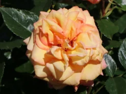 Kletterrose 'Barock' ® -Deutschland Garten Funk Verkaufs-Shop kletterrose barock m005496 w 7