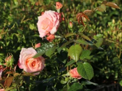 Kletterrose 'Barock' ® -Deutschland Garten Funk Verkaufs-Shop kletterrose barock m005496 w 8