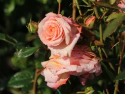 Kletterrose 'Barock' ® -Deutschland Garten Funk Verkaufs-Shop kletterrose barock m005496 w 9