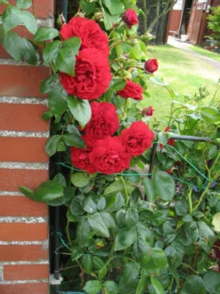 Kletterrose 'Belkanto' ® 20 Kletterrose 'Belkanto' ® -Deutschland Garten Funk Verkaufs-Shop kletterrose belkanto m052726 193676 0