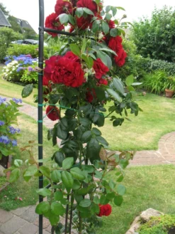 Kletterrose 'Belkanto' ® 19 Kletterrose 'Belkanto' ® -Deutschland Garten Funk Verkaufs-Shop kletterrose belkanto m052726 193676 1