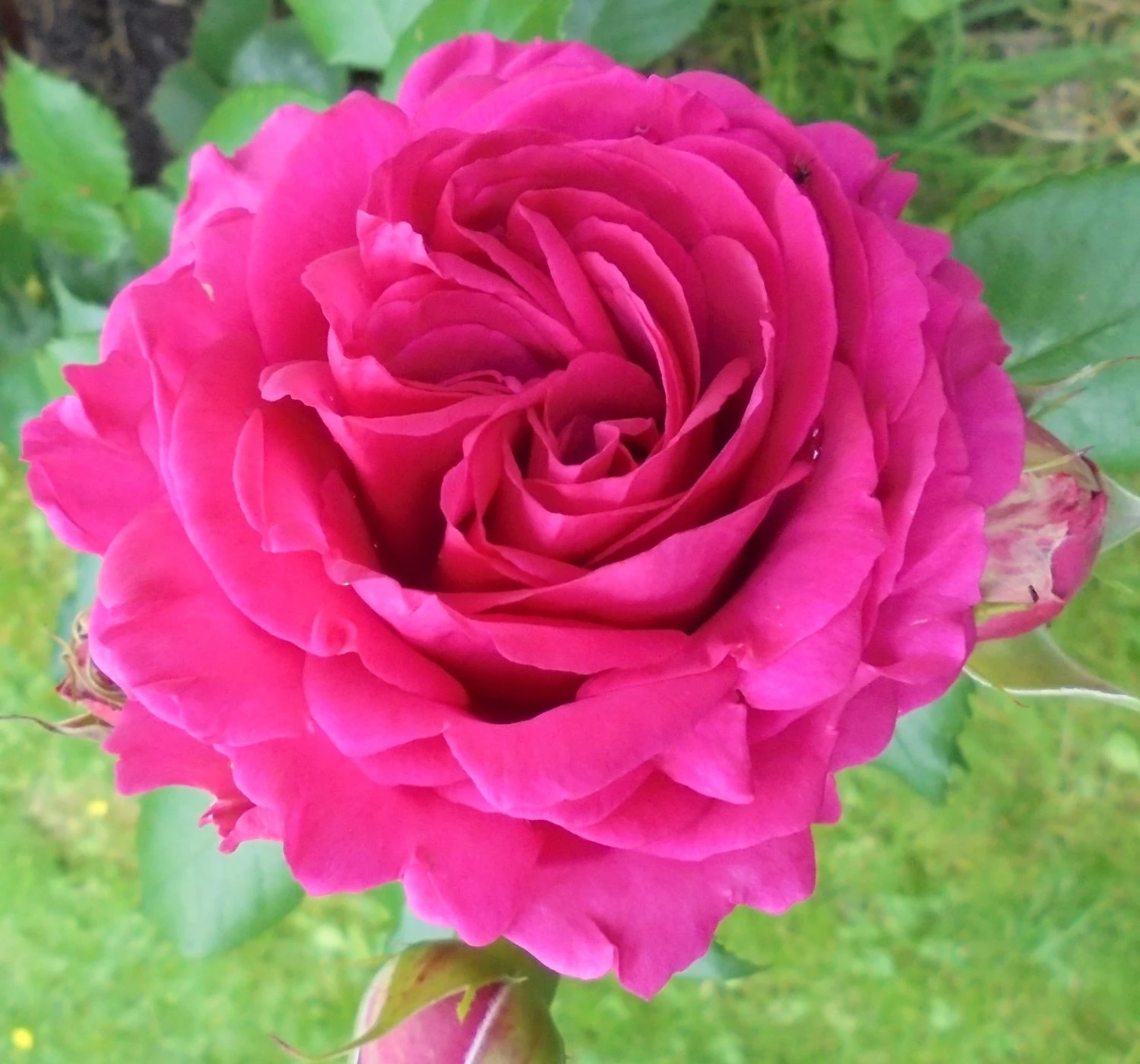 Kletterrose 'Belkanto' ® 7 Kletterrose 'Belkanto' ® – Bild 7