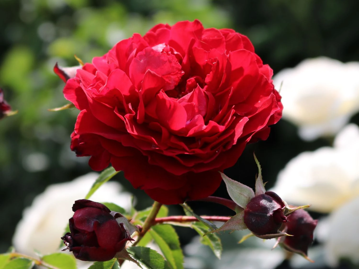 Kletterrose 'Belkanto' ® 1 Kletterrose 'Belkanto' ®