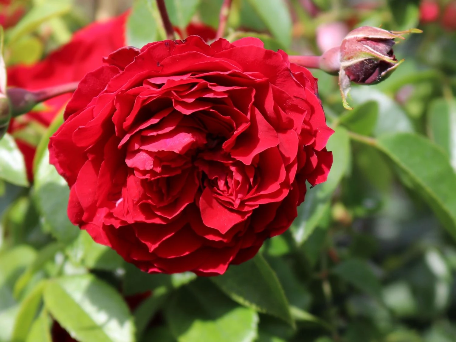 Kletterrose 'Belkanto' ® 2 Kletterrose 'Belkanto' ® – Bild 2