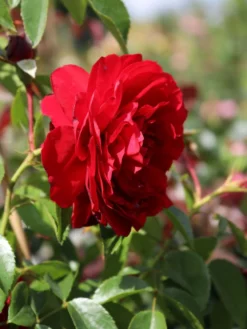 Kletterrose 'Belkanto' ® 15 Kletterrose 'Belkanto' ® -Deutschland Garten Funk Verkaufs-Shop kletterrose belkanto m052726 w 1