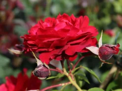 Kletterrose 'Belkanto' ® 14 Kletterrose 'Belkanto' ® -Deutschland Garten Funk Verkaufs-Shop kletterrose belkanto m052726 w 2