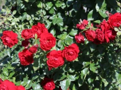 Kletterrose 'Belkanto' ® 17 Kletterrose 'Belkanto' ® -Deutschland Garten Funk Verkaufs-Shop kletterrose belkanto m052726 w 3