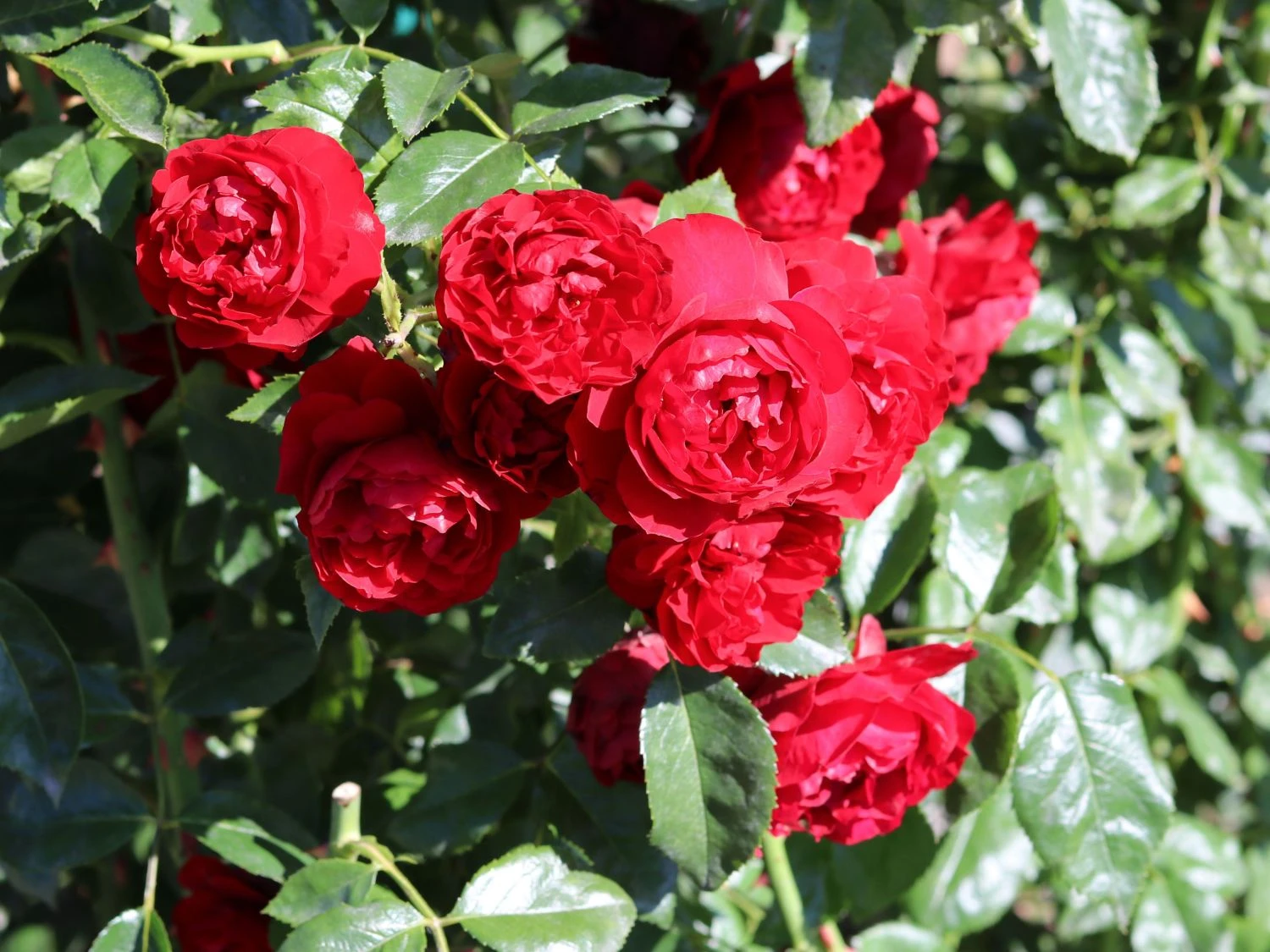 Kletterrose 'Belkanto' ® 5 Kletterrose 'Belkanto' ® – Bild 5