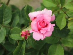 Kletterrose 'Bienvenue' -Deutschland Garten Funk Verkaufs-Shop kletterrose bienvenue m122079 w 5