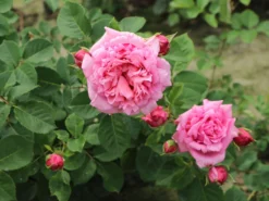 Kletterrose 'Bienvenue' -Deutschland Garten Funk Verkaufs-Shop kletterrose bienvenue m122079 w 6